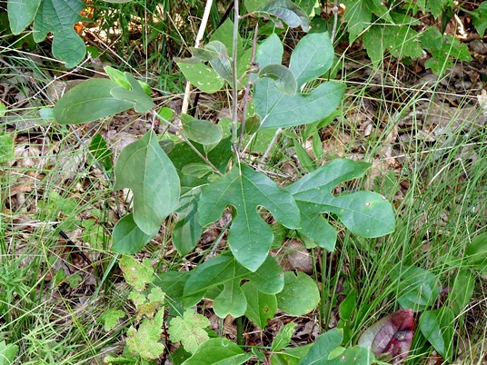 {Sassafras albidum}